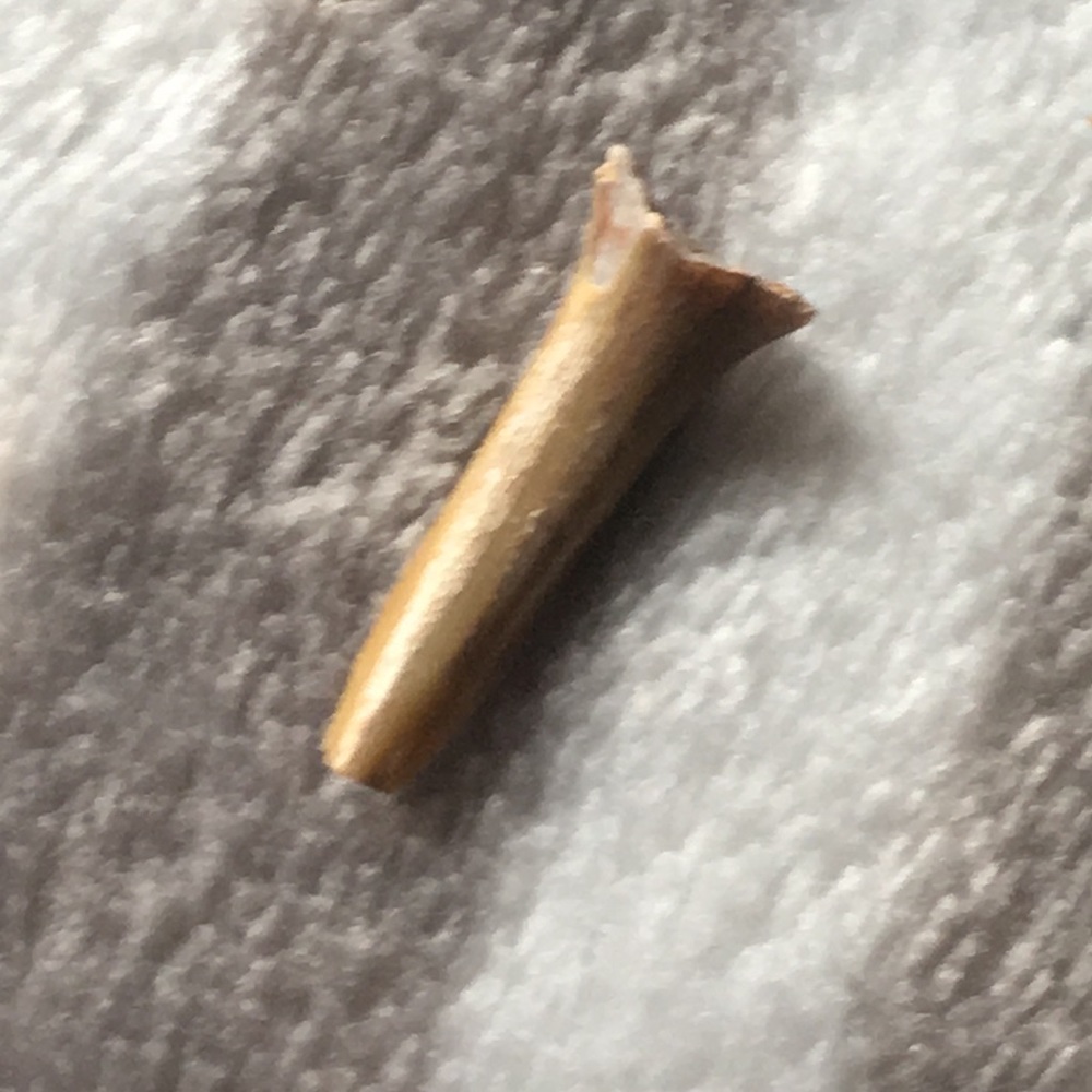 *REAL* shark tooth